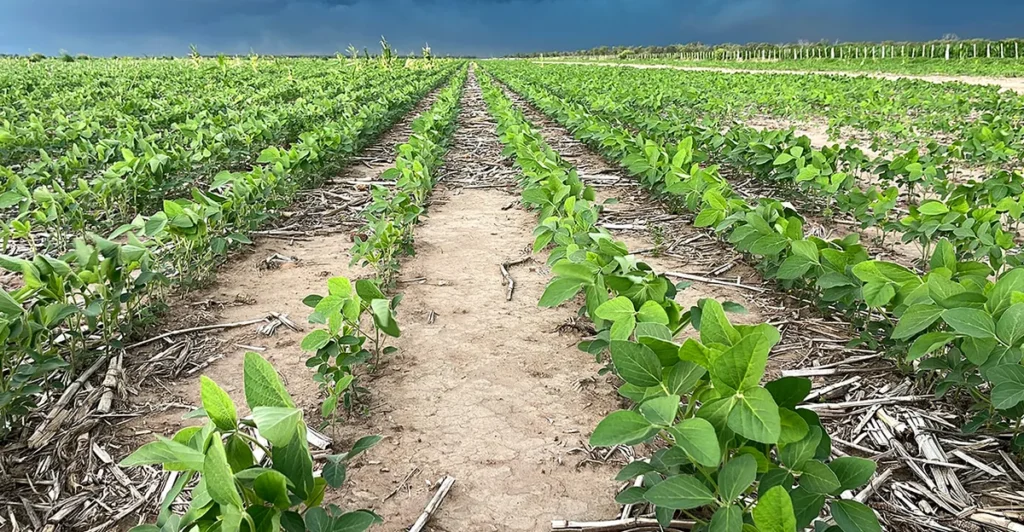 Ajustan a la baja el área de soja, pero aumentaron la proyección de producción por los buenos rindes