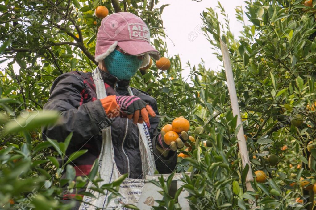 Farmer harvesting oranges in an orange tree field